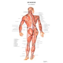 poster 600x800 muscles dorseaux