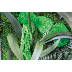 Cadre végétal petit panoramique - 80x35 cm